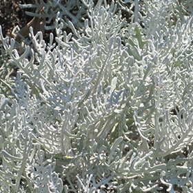Plant Photo 1