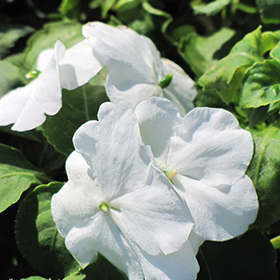 Plant Photo 4