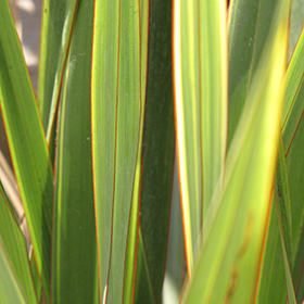 Plant Photo 5