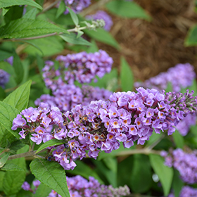 Plant Photo 2