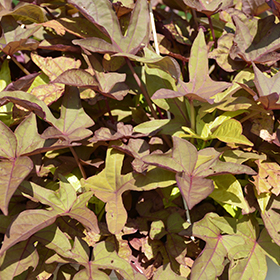 Plant Photo 9