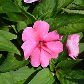 Plant Photo 1