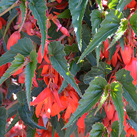 Plant Photo 6