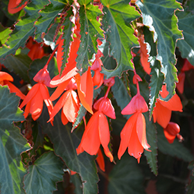 Plant Photo 8