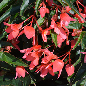 Plant Photo 9