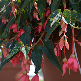 Plant Photo 10