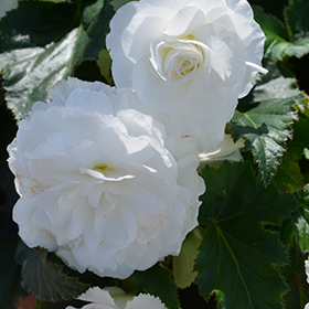 Plant Photo 8