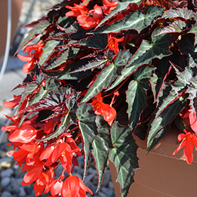 Plant Photo 5
