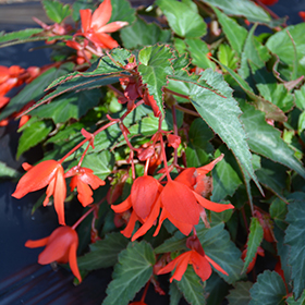 Plant Photo 4
