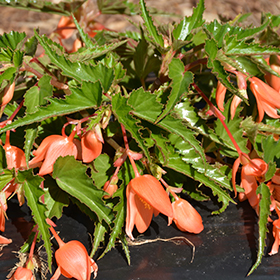 Plant Photo 3