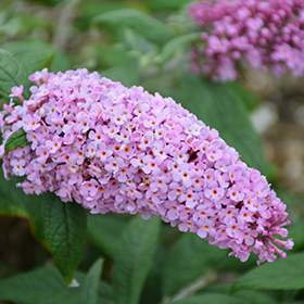 Plant Photo 1