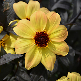 Plant Photo 10