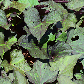 Plant Photo 5