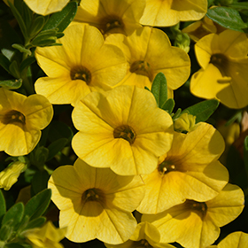 Plant Photo 1
