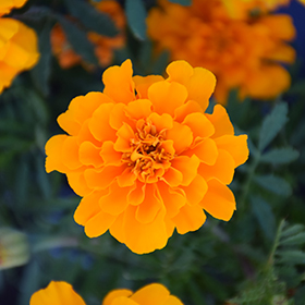 Plant Photo 1