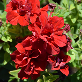 Plant Photo 5
