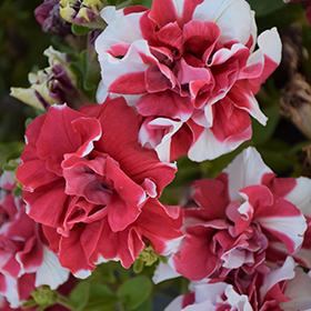 Plant Photo 2