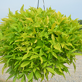 Plant Photo 2