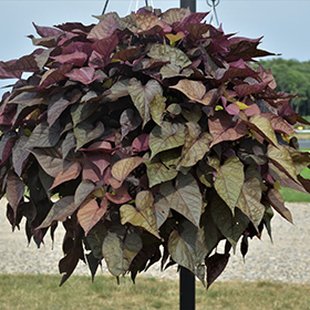 Plant Photo 3