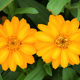 Plant Photo 6