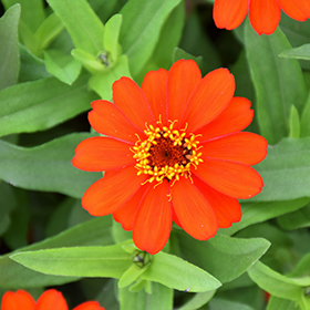 Plant Photo 10