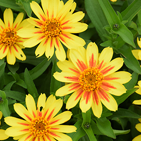 Plant Photo 3