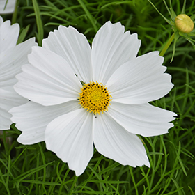 Plant Photo 8