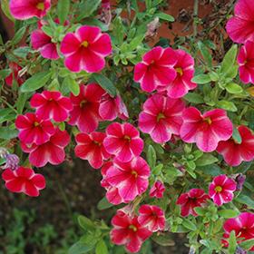 Plant Photo 6