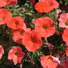 Plant Photo 3