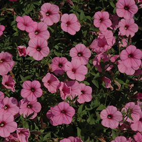 Plant Photo 9