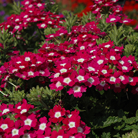 Plant Photo 1