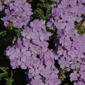 Plant Photo 3