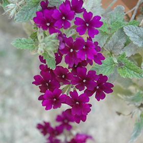 Plant Photo 2