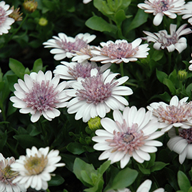 Plant Photo 7