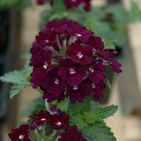 Plant Photo 9