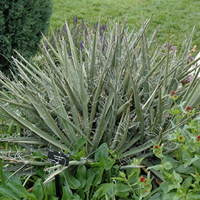 Plant Photo 1