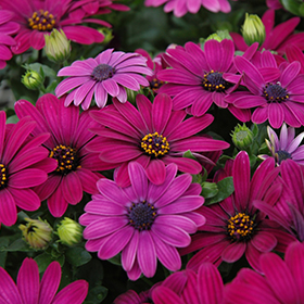 Plant Photo 7