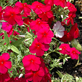 Plant Photo 3