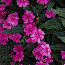 Plant Photo 7