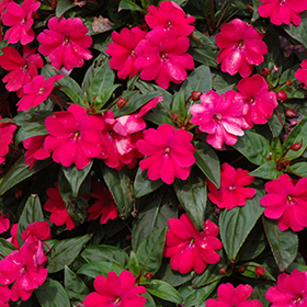 Plant Photo 8