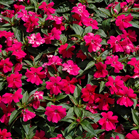 Plant Photo 3