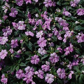 Plant Photo 10