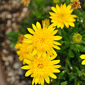 Plant Photo 4