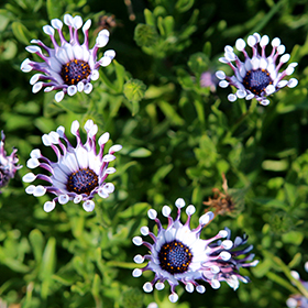 Plant Photo 3