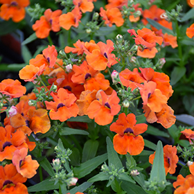 Plant Photo 6