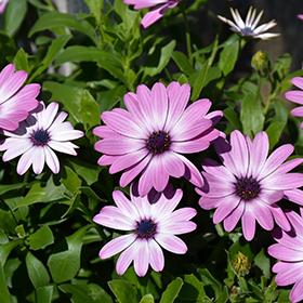 Plant Photo 1