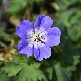 Plant Photo 1