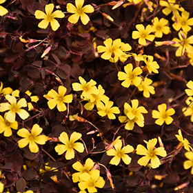 Plant Photo 4