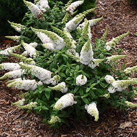 Plant Photo 2