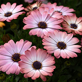 Plant Photo 1